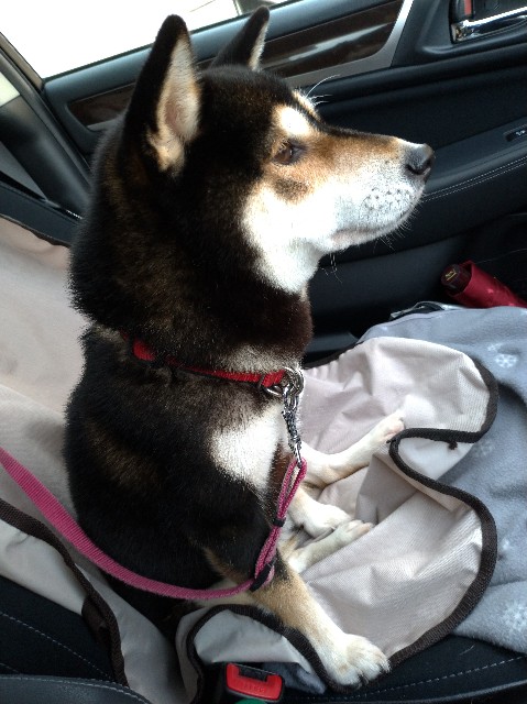 f:id:tsubakidoh:20181115203118j:plain f:id:tsubakidoh:20181115203118j:plain