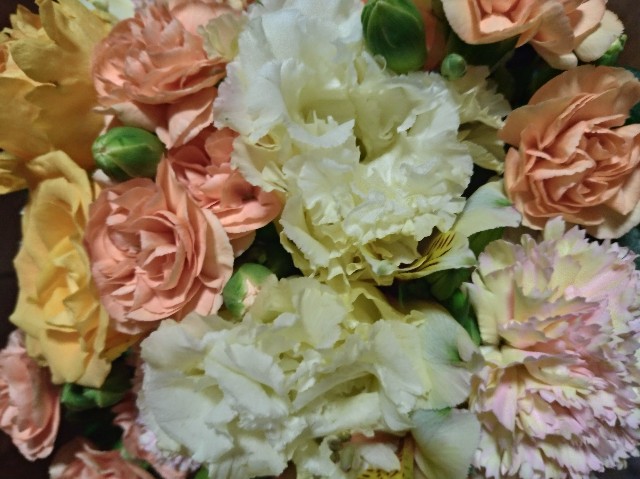 f:id:tsubakidoh:20190616185241j:image f:id:tsubakidoh:20190616185241j:image