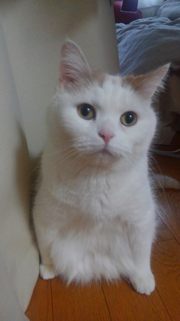 f:id:tsubakimoto_neko:20160421212512j:plain