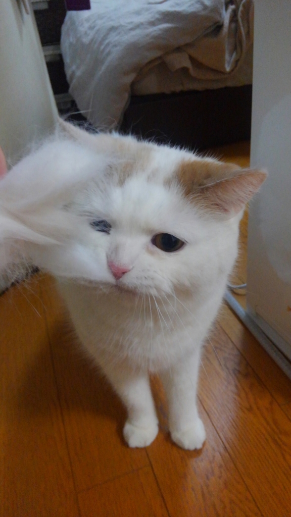 f:id:tsubakimoto_neko:20160421212528j:plain