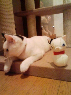 f:id:tsubakimoto_neko:20160427074634j:plain f:id:tsubakimoto_neko:20160427074634j:plain