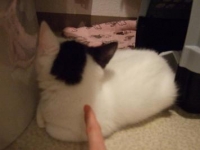 f:id:tsubakimoto_neko:20160427074711j:plain f:id:tsubakimoto_neko:20160427074711j:plain