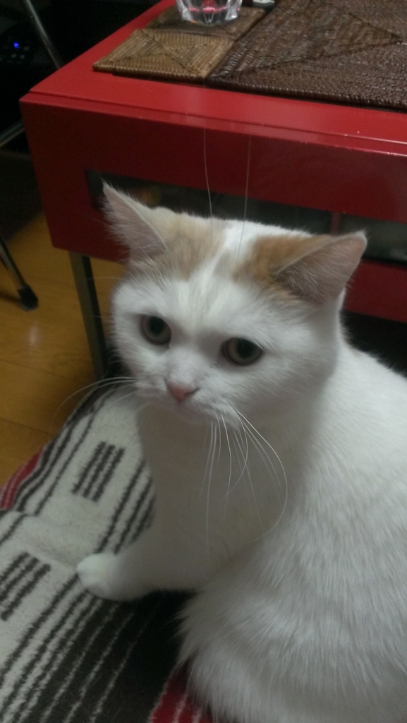 f:id:tsubakimoto_neko:20160427080148j:plain f:id:tsubakimoto_neko:20160427080148j:plain