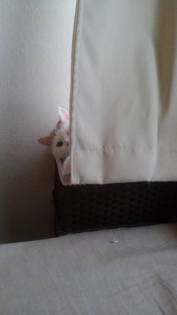 f:id:tsubakimoto_neko:20160611140311j:plain f:id:tsubakimoto_neko:20160611140311j:plain