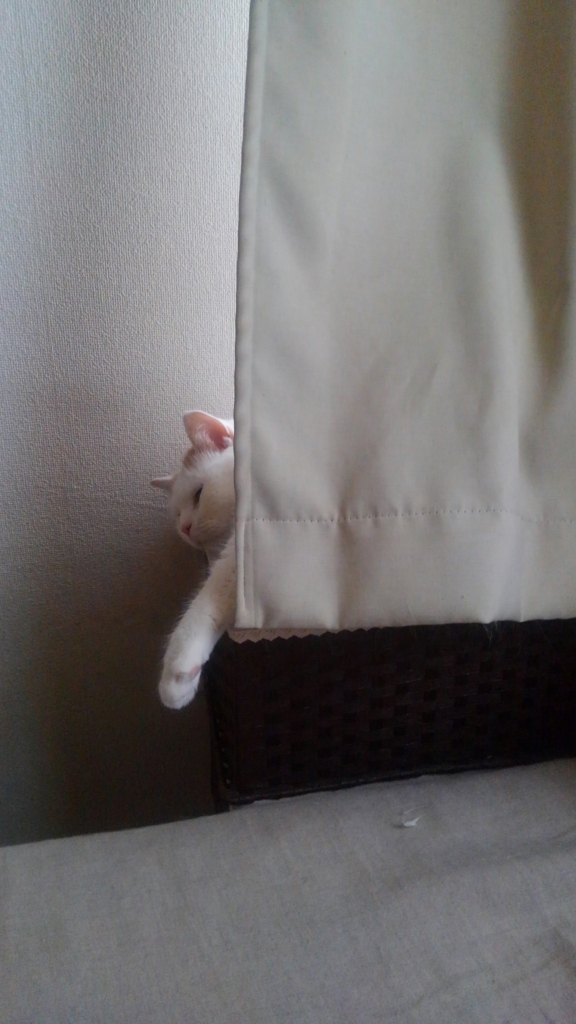 f:id:tsubakimoto_neko:20160611140337j:plain f:id:tsubakimoto_neko:20160611140337j:plain