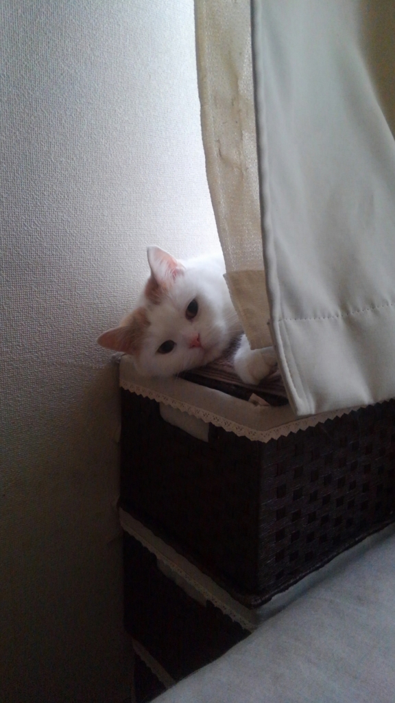 f:id:tsubakimoto_neko:20160611140403j:plain f:id:tsubakimoto_neko:20160611140403j:plain