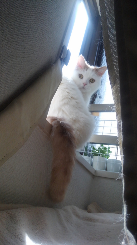 f:id:tsubakimoto_neko:20160611140431j:plain f:id:tsubakimoto_neko:20160611140431j:plain