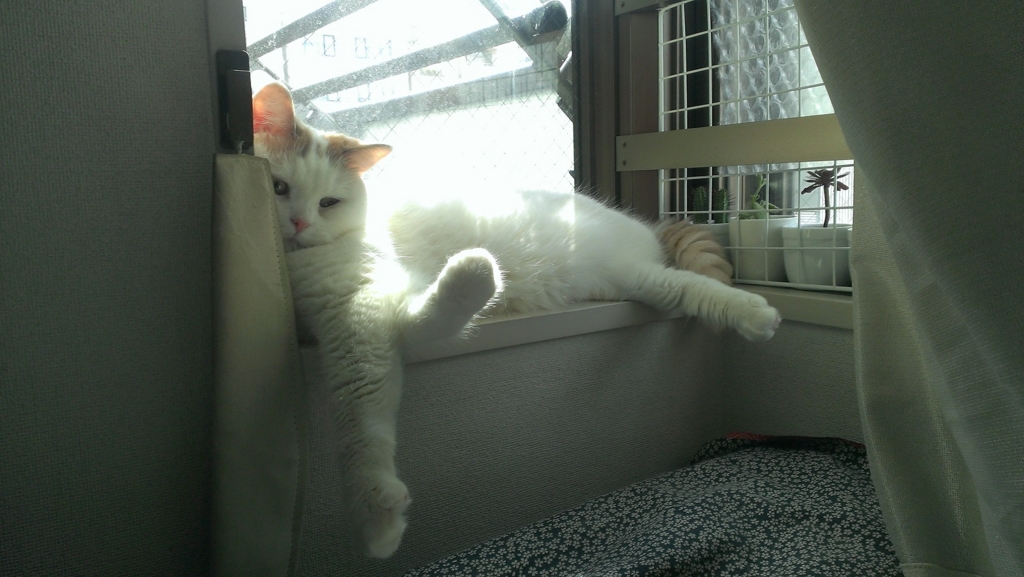 f:id:tsubakimoto_neko:20160611140534j:plain f:id:tsubakimoto_neko:20160611140534j:plain