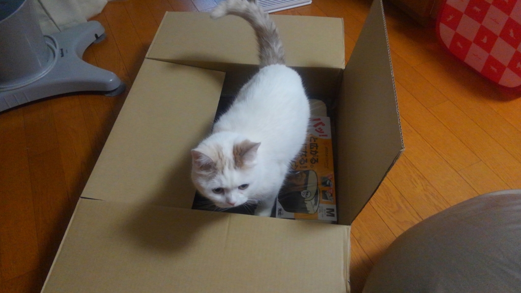 f:id:tsubakimoto_neko:20160619113608j:plain