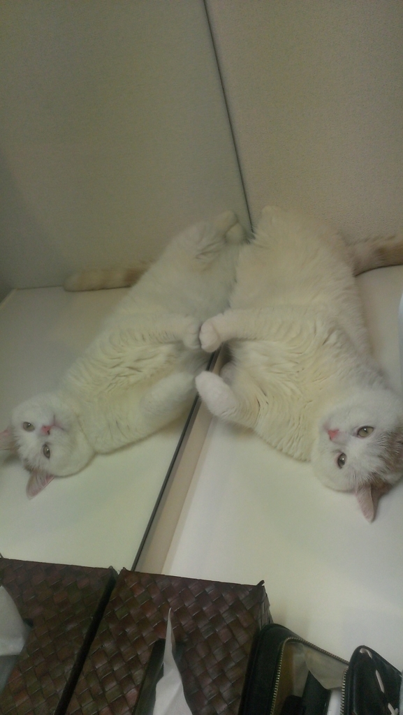 f:id:tsubakimoto_neko:20160620121517j:plain