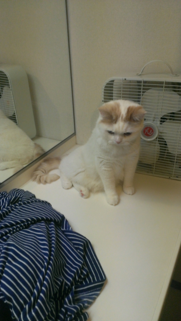 f:id:tsubakimoto_neko:20160620121602j:plain