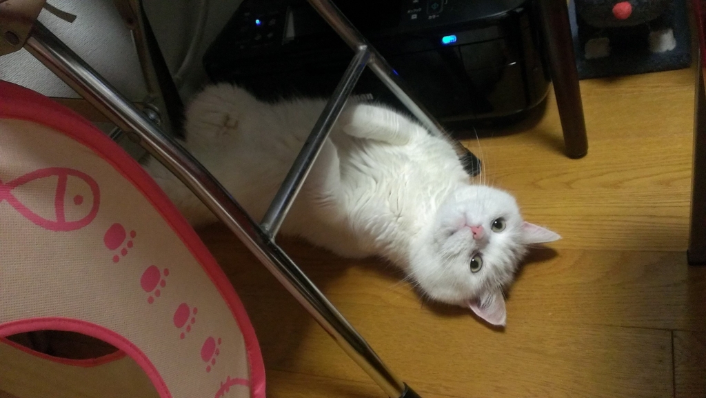 f:id:tsubakimoto_neko:20160620121616j:plain