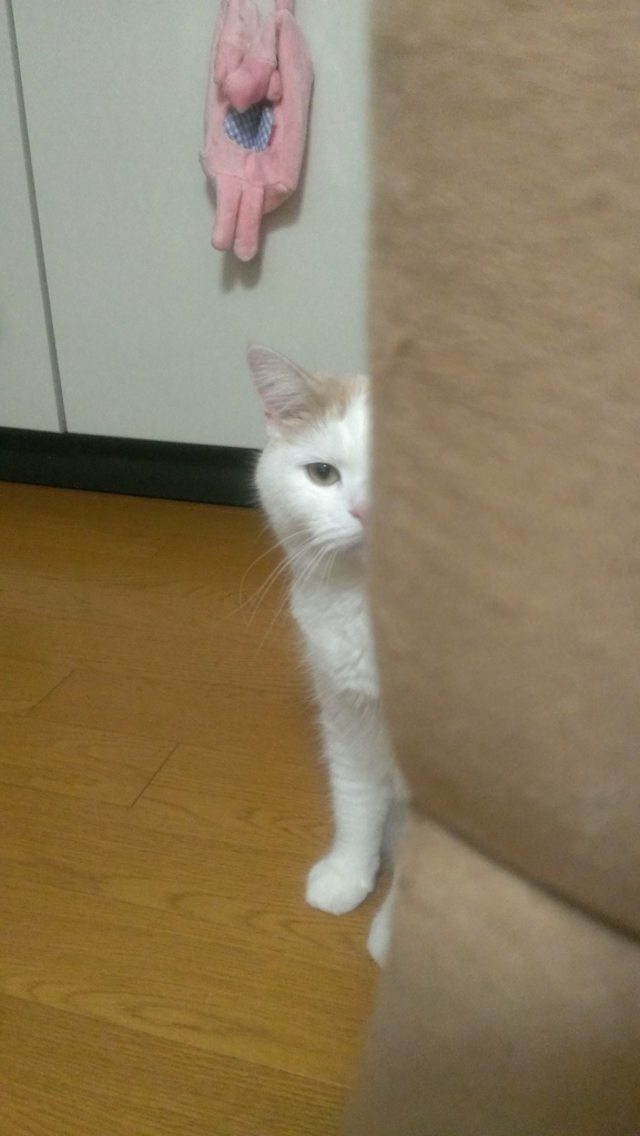 f:id:tsubakimoto_neko:20160620121631j:plain