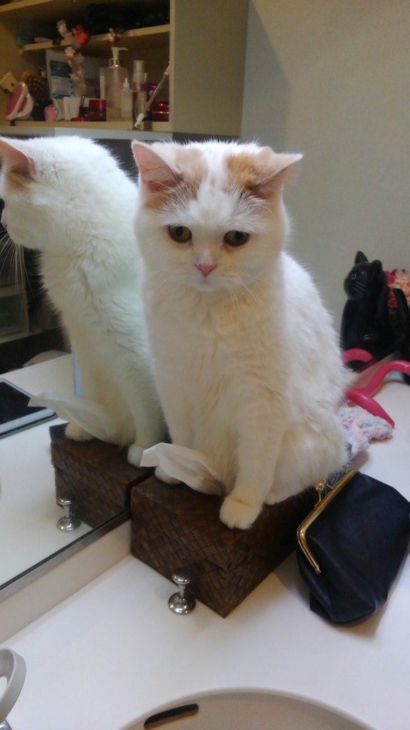 f:id:tsubakimoto_neko:20160620121704j:plain