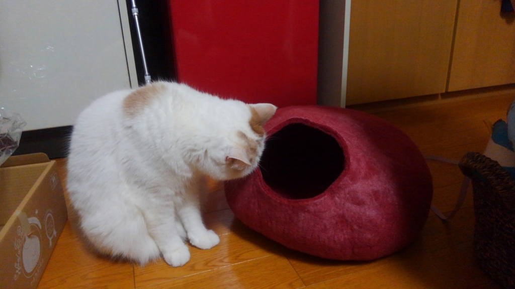 f:id:tsubakimoto_neko:20160620121749j:plain