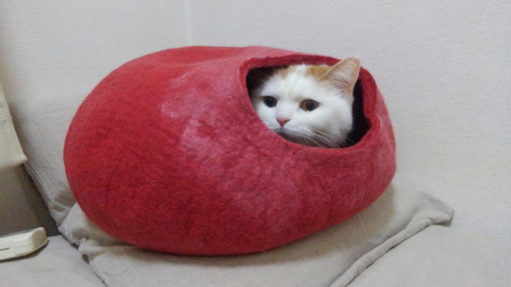 f:id:tsubakimoto_neko:20160620121813j:plain