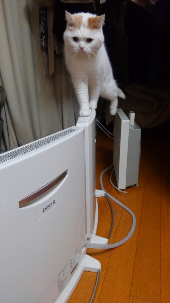 f:id:tsubakimoto_neko:20160620121908j:plain