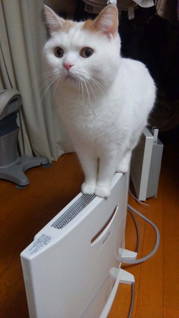 f:id:tsubakimoto_neko:20160620121936j:plain