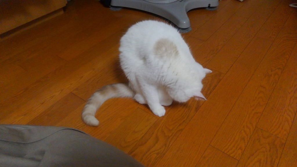 f:id:tsubakimoto_neko:20160620121951j:plain