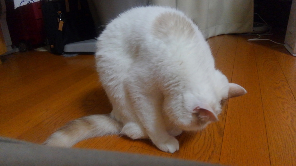 f:id:tsubakimoto_neko:20160620122006j:plain