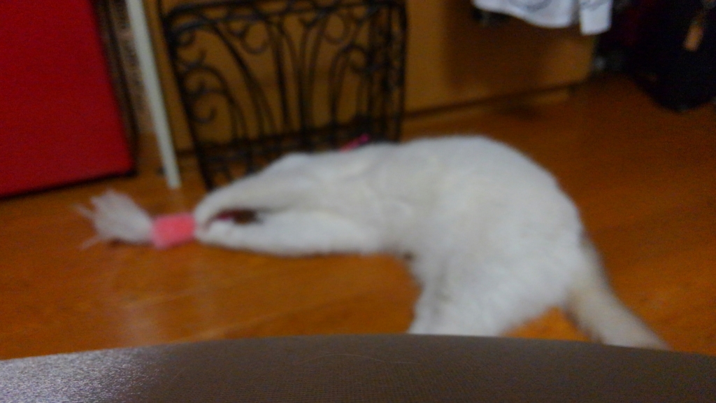 f:id:tsubakimoto_neko:20160620122051j:plain