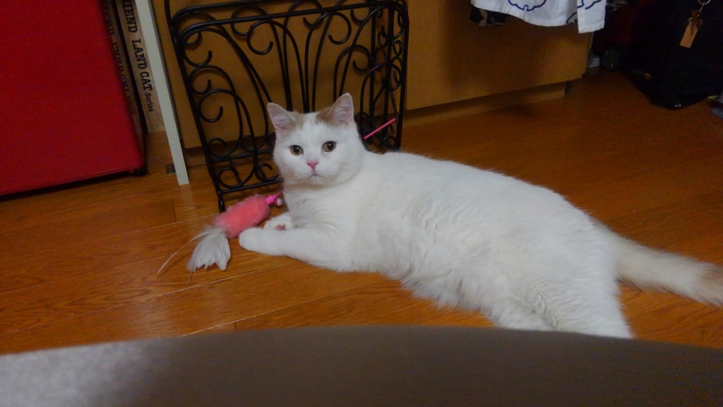 f:id:tsubakimoto_neko:20160620122105j:plain