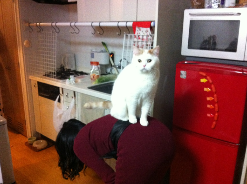 f:id:tsubakimoto_neko:20160628123240j:plain