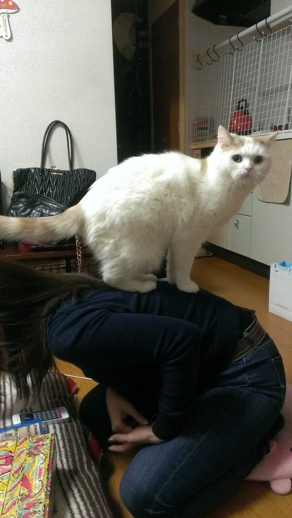 f:id:tsubakimoto_neko:20160628123316j:plain