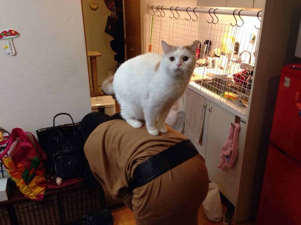 f:id:tsubakimoto_neko:20160628123350j:plain