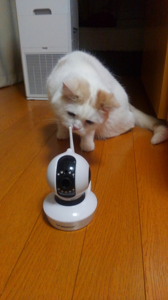 f:id:tsubakimoto_neko:20160717123447j:plain