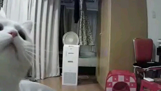 f:id:tsubakimoto_neko:20160717123659j:plain