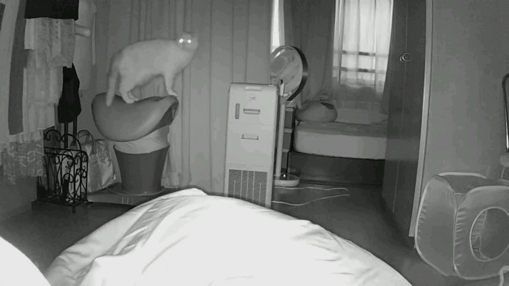 f:id:tsubakimoto_neko:20160717123820j:plain