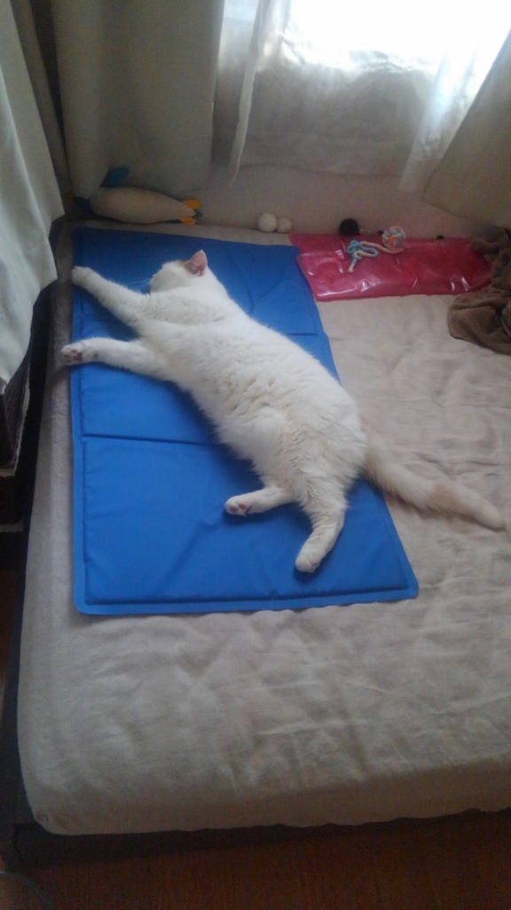 f:id:tsubakimoto_neko:20160922112306j:plain