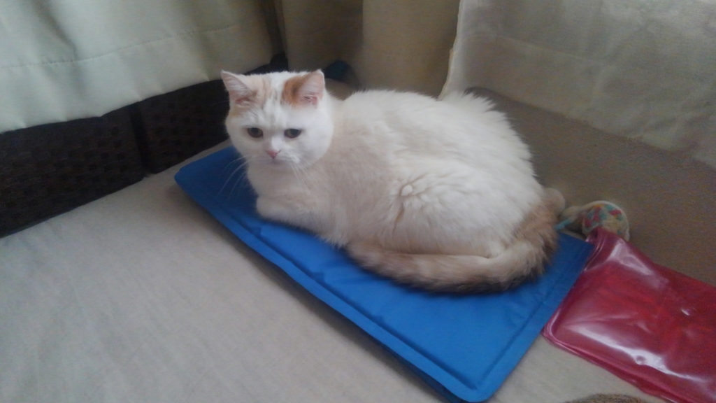 f:id:tsubakimoto_neko:20160922112341j:plain