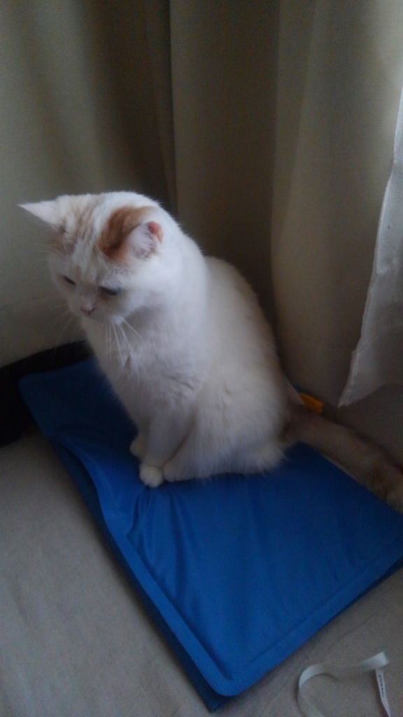 f:id:tsubakimoto_neko:20160922112405j:plain