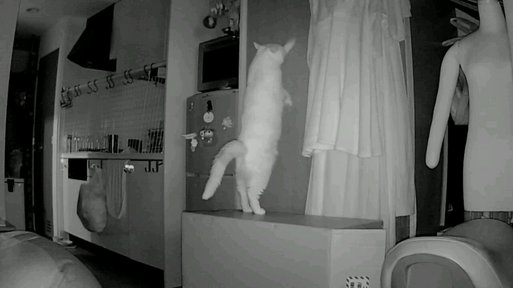 f:id:tsubakimoto_neko:20160922112811j:plain