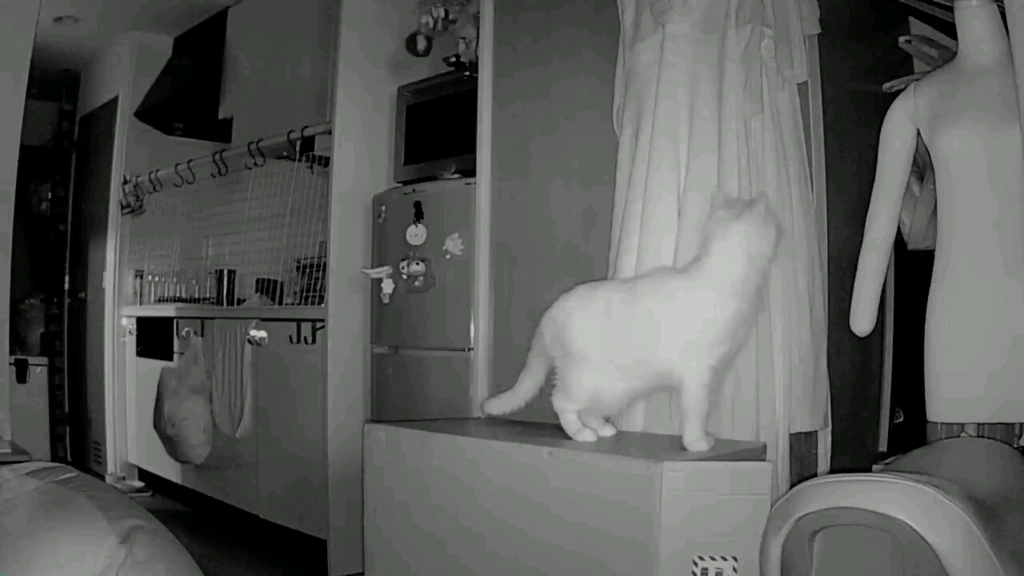 f:id:tsubakimoto_neko:20160922112825j:plain