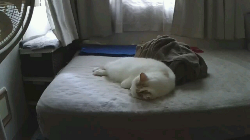 f:id:tsubakimoto_neko:20160922113237j:plain