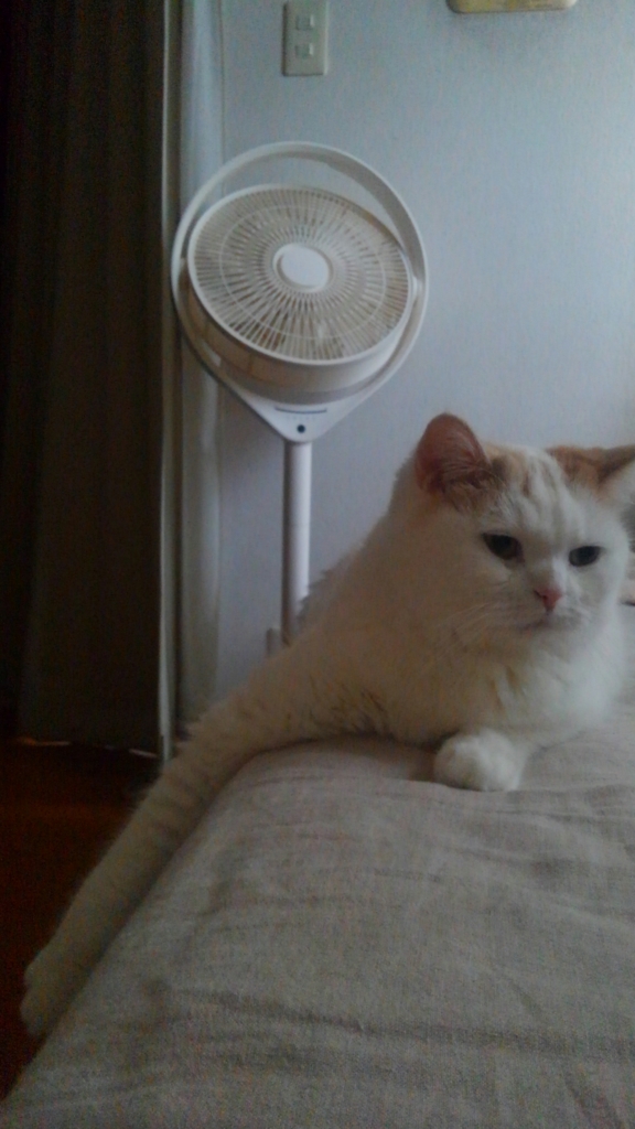 f:id:tsubakimoto_neko:20161023170229j:plain