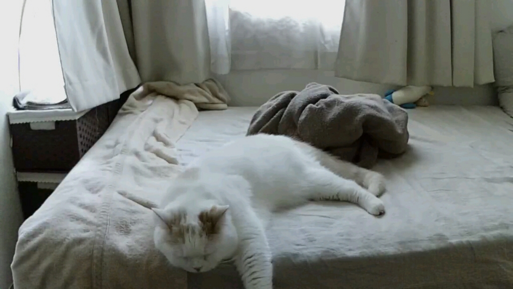 f:id:tsubakimoto_neko:20161023170422j:plain