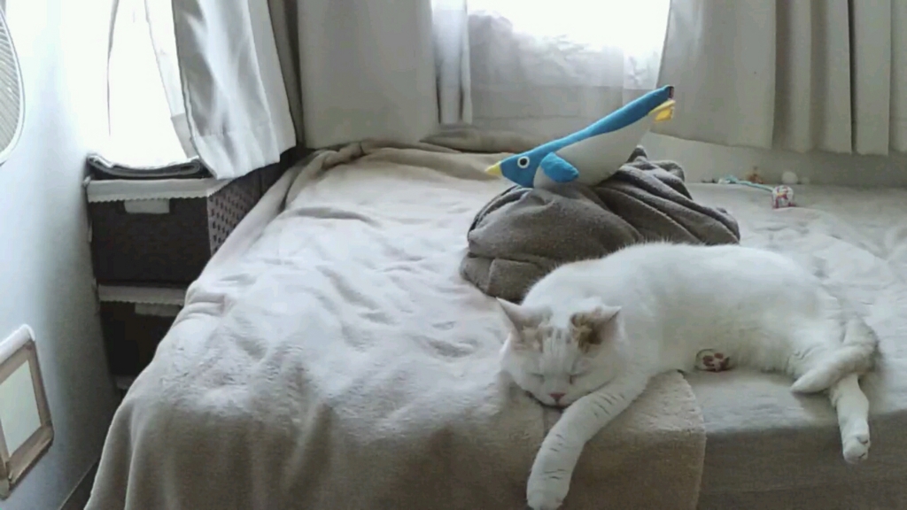 f:id:tsubakimoto_neko:20161023170659j:plain