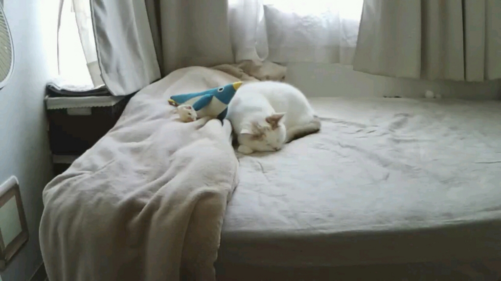 f:id:tsubakimoto_neko:20161023170724j:plain