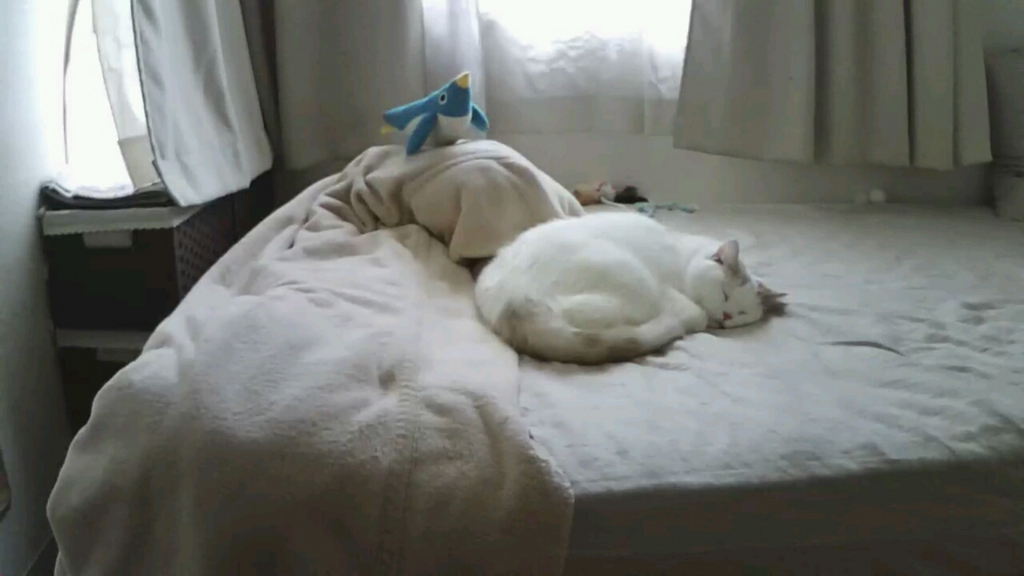 f:id:tsubakimoto_neko:20161023170753j:plain