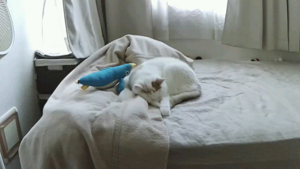 f:id:tsubakimoto_neko:20161023170811j:plain