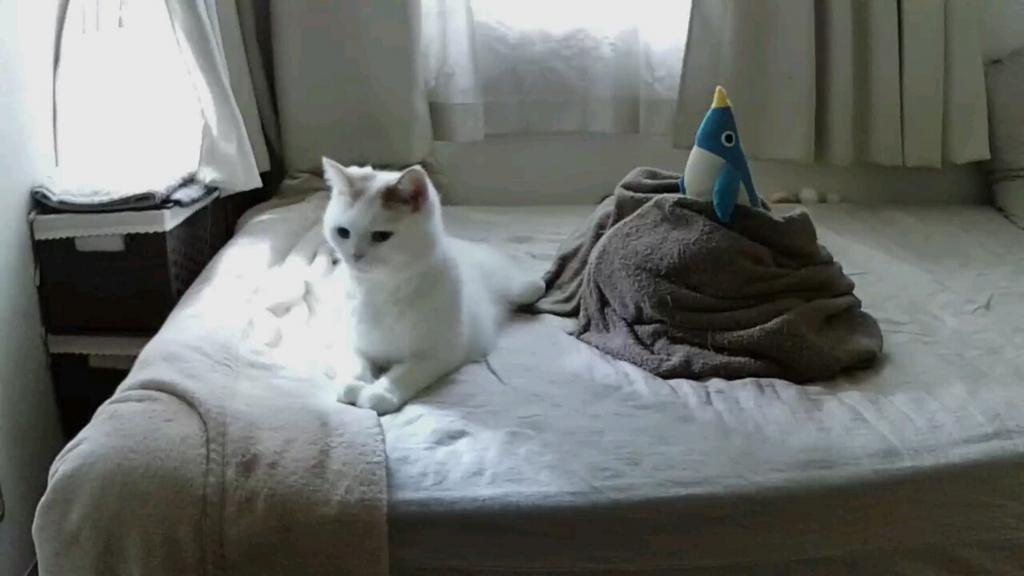 f:id:tsubakimoto_neko:20161023171001j:plain