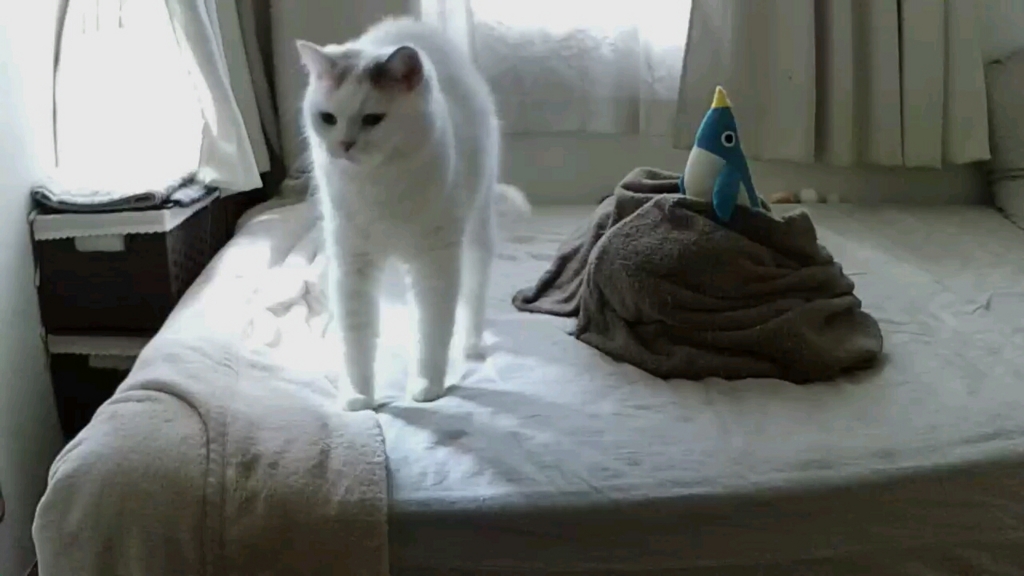 f:id:tsubakimoto_neko:20161023171123j:plain