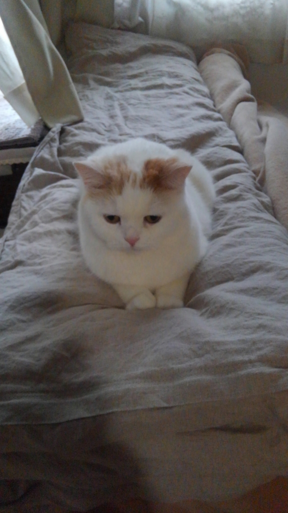 f:id:tsubakimoto_neko:20161023171315j:plain