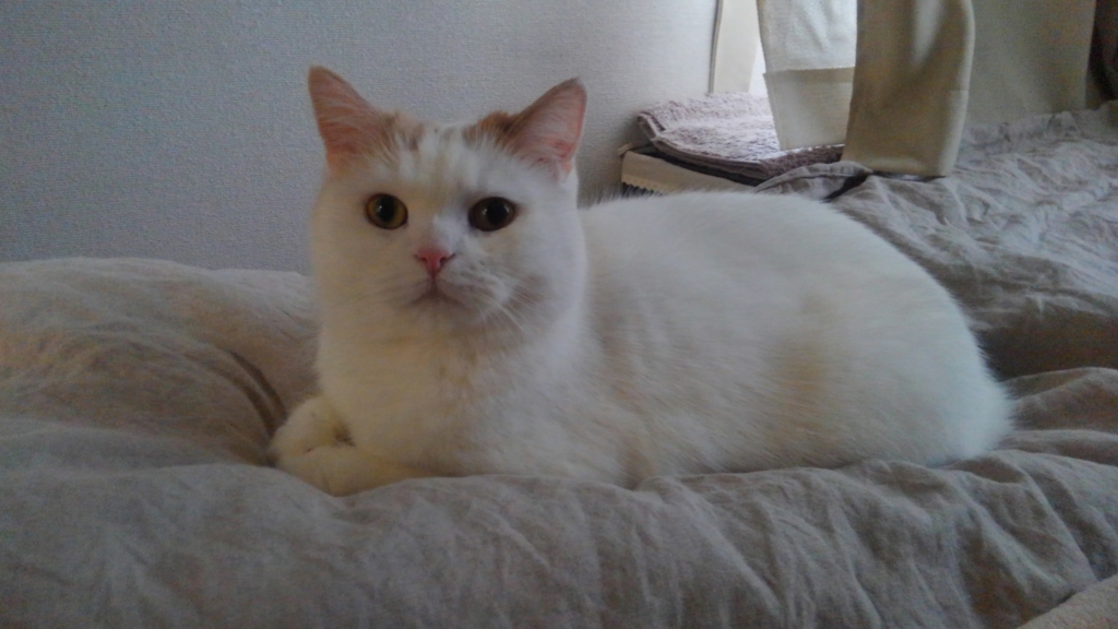 f:id:tsubakimoto_neko:20161023171356j:plain