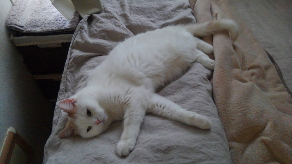 f:id:tsubakimoto_neko:20161023171438j:plain