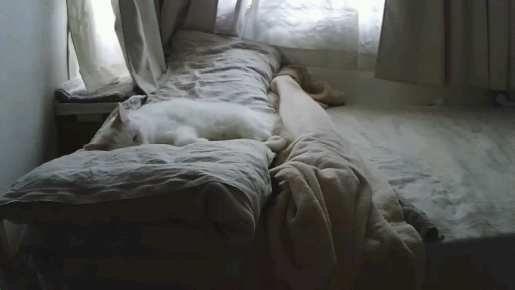 f:id:tsubakimoto_neko:20161023171518j:plain